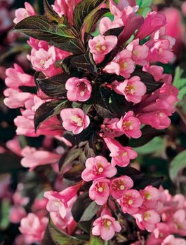 Krzewuszka cudowna 'Ruby Queen' (P9)