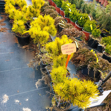 Sosna Winter Gold szczepiona NP