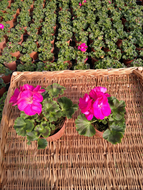 Pelargonia stojąca różowa Piękne sadzonki