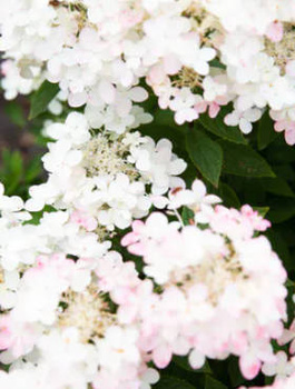 Hortensja bukietowa Little Touch of Pink (C2)