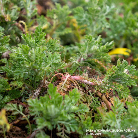 Rumian Susanna Mitchell (P9)