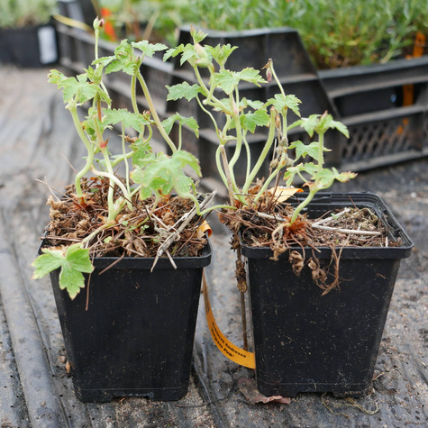 Bodziszek Endressa Wargrave Pink (C2)