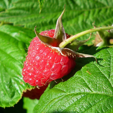 Malina powtarzająca owocowanie w doniczce (C2)