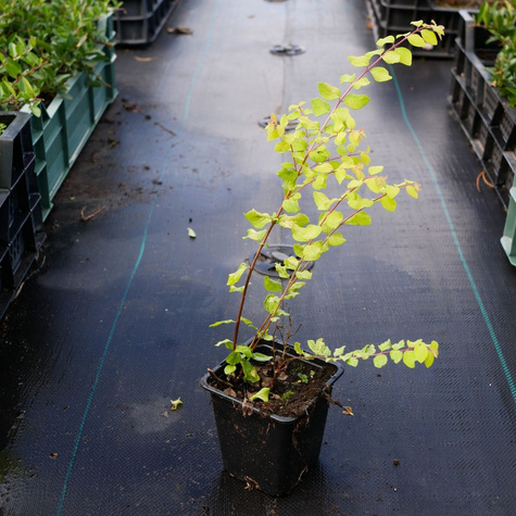 Śnieguliczka Chenaullta Brain de Soleil (P9)