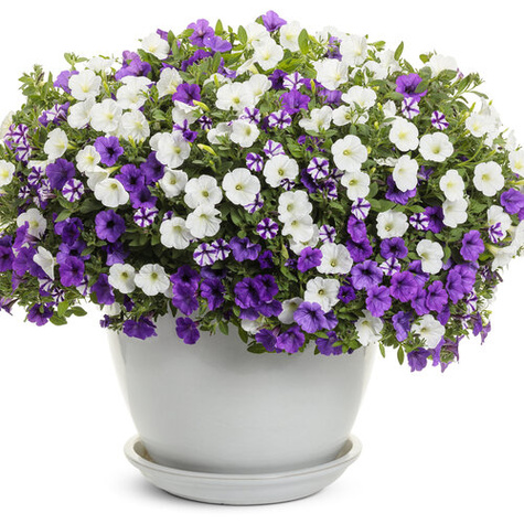 Surfinia Supertunia Mini Vista White samoczyszcząca