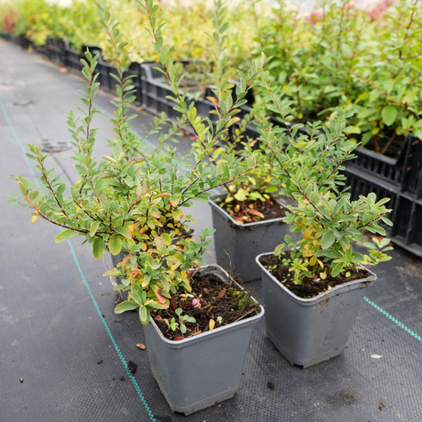 Tawuła nippońska Snowmound (P9)