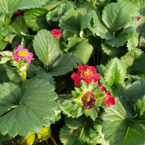 Truskawka Summer Breeze Rose powtarzająca owocowanie w doniczce