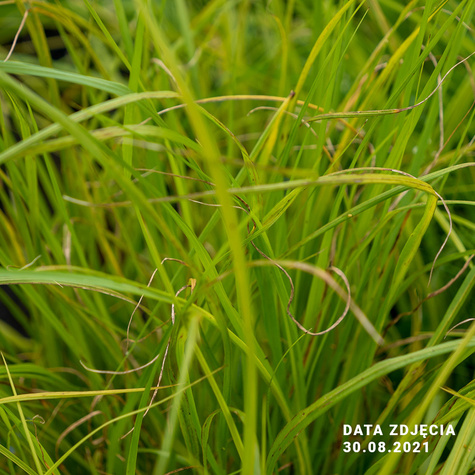 Rozplenica japońska Hameln Gold (P9)