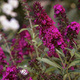 Budleja Davida Summer Beauty (C2)