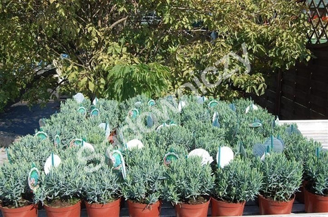 Modrzewnica pospolita 'Blue Ice' (C2)