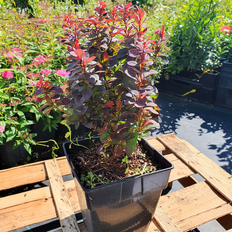 Berberys Thunberga Concorde (C2)