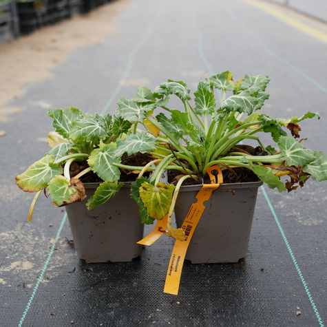 Mikołajek różnobarwny (C2)