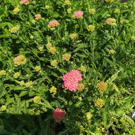 Krwawnik ogrodowy Milly Rock Red Impr.