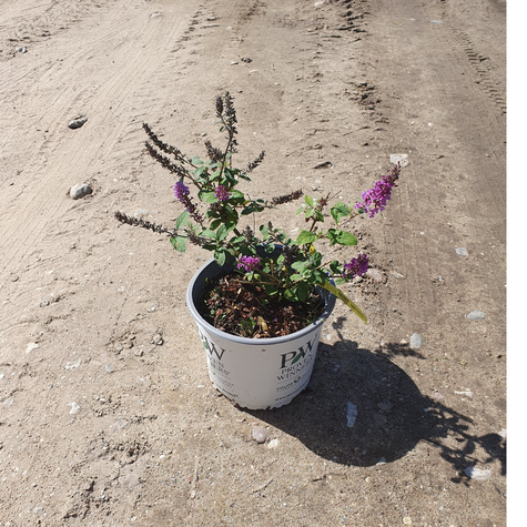 Budleja Dawida Blue Chip Jr (C2)