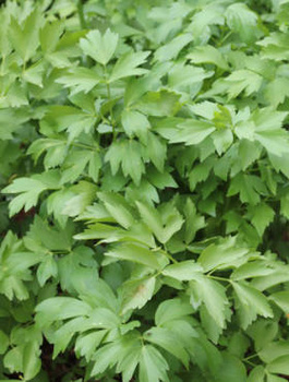 Lubczyk ogrodowy 0,5g