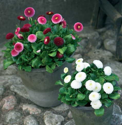 Stokrotka Stokrotki różowa sadzonka w doniczce