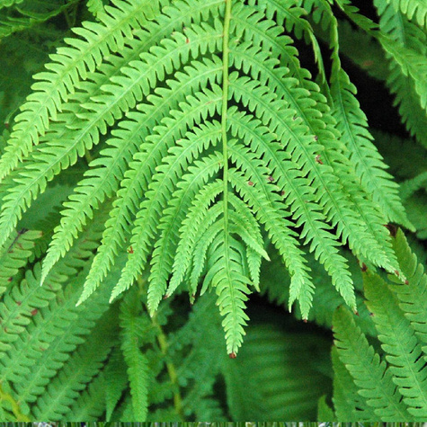 Paproć Pióropusznik strusi (C2)
