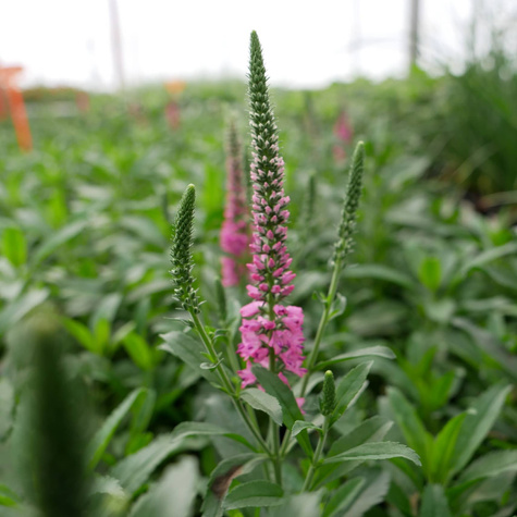 Przetacznik kłosowy Rosa Zwerg (C2)