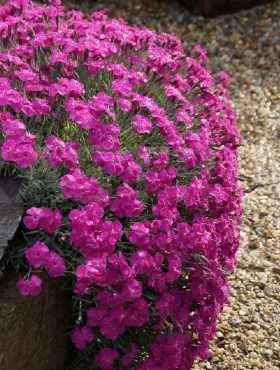 Goździk Siny Amarant (C2)