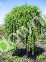 Modrzew europejski Pendula C2