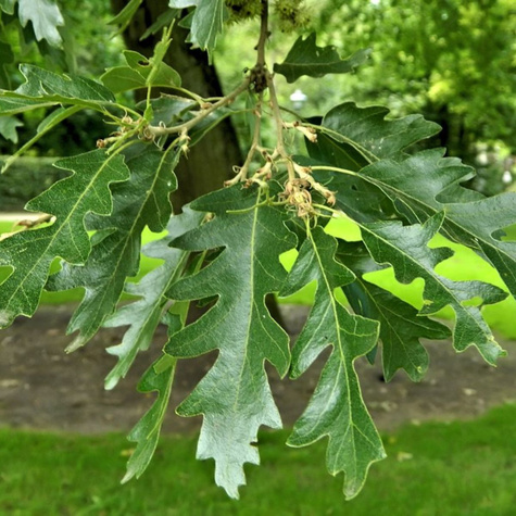 Dąb burgundzki frędzelkowy Wiatrochron (C2)