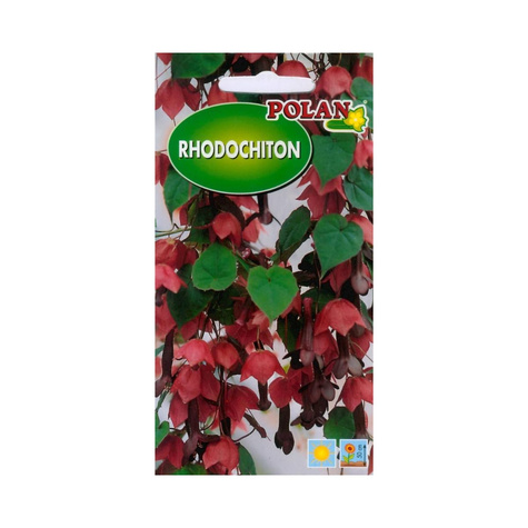 Rodochiton purpurowy 5szt. nasion