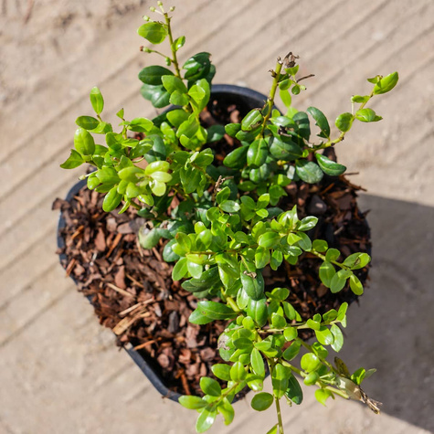 Ostrokrzew bukszpanowy karbowanolistny Convexa (C2)