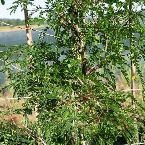 Glediczja trójcierniowa Iglicznia trójcierniowa