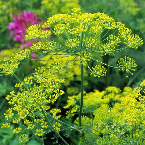 Koper ogrodowy KRONOS 5g