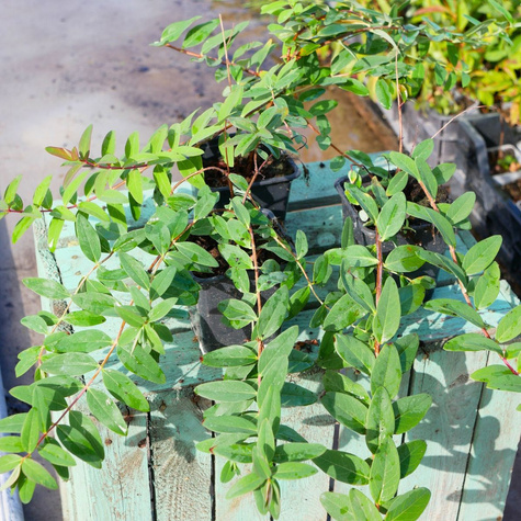 Dziurawiec Hidcote (P9)