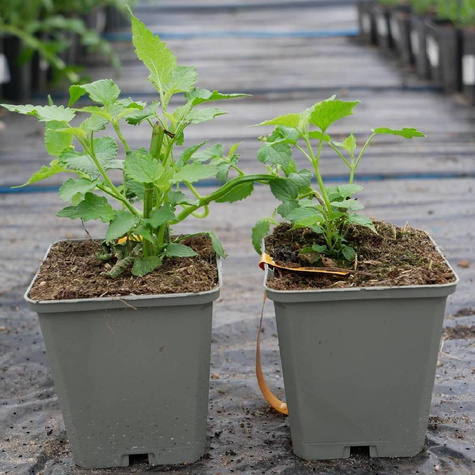 Kłosowiec anyżowy Mięta koreańska Alabaster (C2)