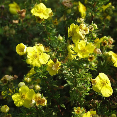 Pięciornik krzewiasty 'Longacre' cytrynowy (C2)