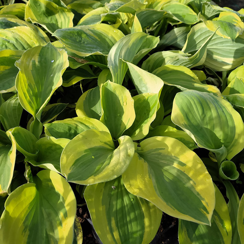 Funkia Hosta Carnival (C2)