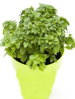 Bazylia Piccolino idealna do pesto 1g
