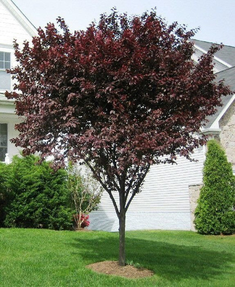 Śliwa wiśniowa Pissardii (obw.8-10, H200/250)