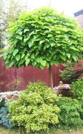 Katalpa szczepiona na pniu Surmia Bignoniowa Nana (Pa 160/200, obw. 6-10, H-200/300)