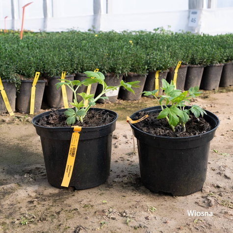 Arcydzięgiel dzięgiel olbrzymi miododajny (C2)