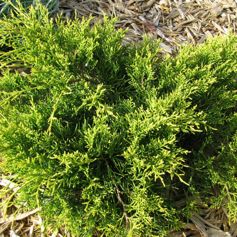 Jałowiec pośredni Mordigan Gold