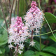 Tiarella Pink Skyrocket (C2)