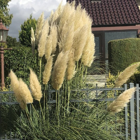 Trawa pampasowa Evita (C2)