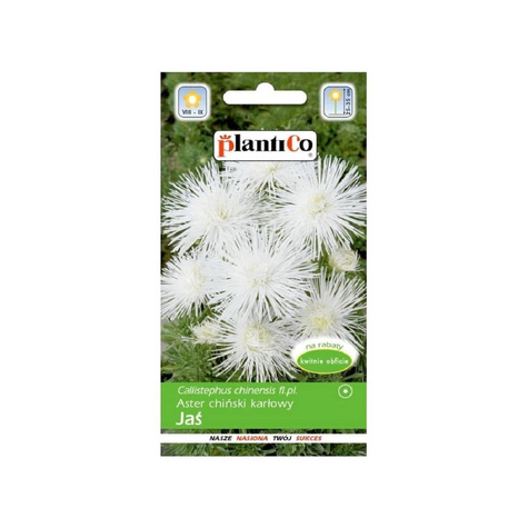 Aster chiński igiełkowy karłowy Jaś 1g