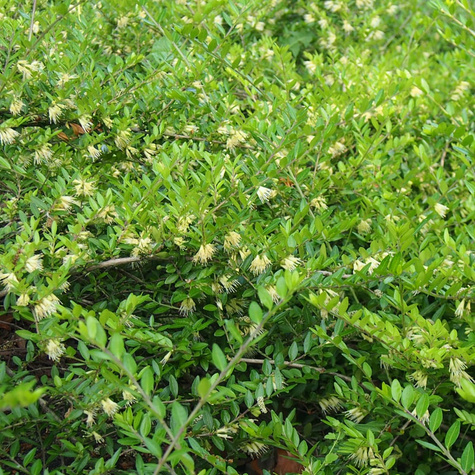 Suchodrzew chiński (C2)