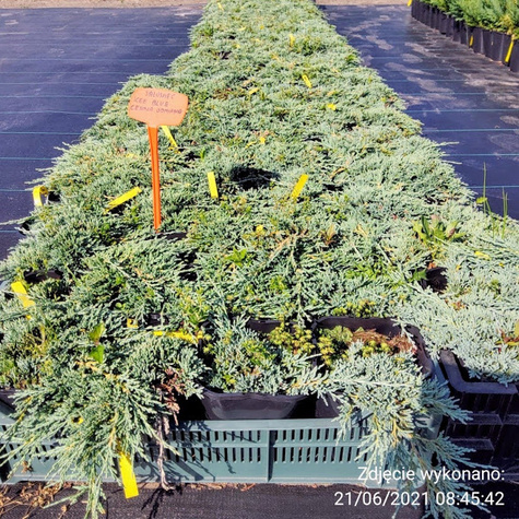 Jałowiec płożący Icee blue Cenna odmiana