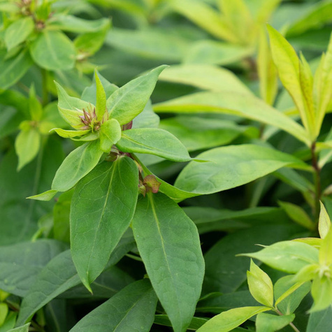 Płomyk wiechowaty Floks Fujiyama (C2)