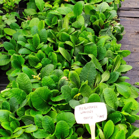 Pierwiosnek wyniosły (C2)