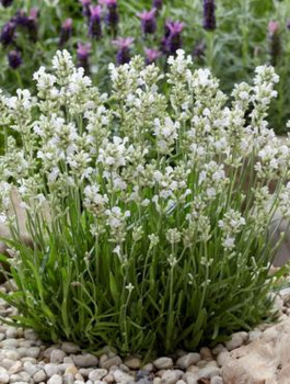 Zestaw Lawenda wąskolistna lekarska Edelweiss 6 szt