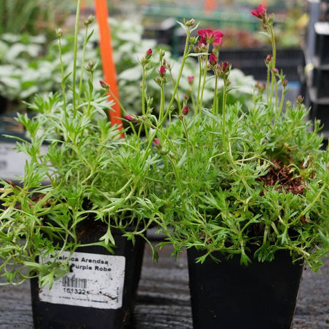 Skalnica Arendsa Carpet Purple Robe (C2)
