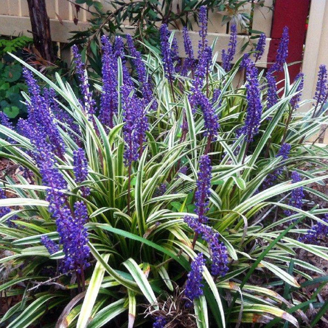Liriope szafirkowata Variegata (C2)