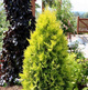 Thuja Tuja Żywotnik zachodni Yellow Ribon (C2)