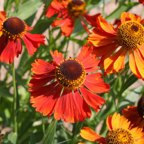 Dzielżan ogrodowy Mardi Gras